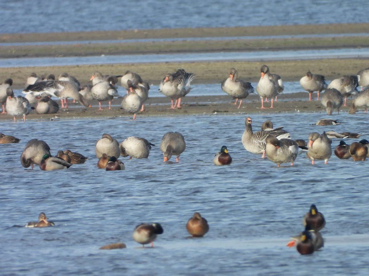 Graugans - ML646310429