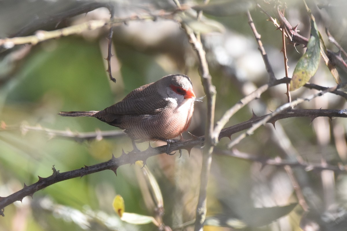 Wellenastrild - ML646310430