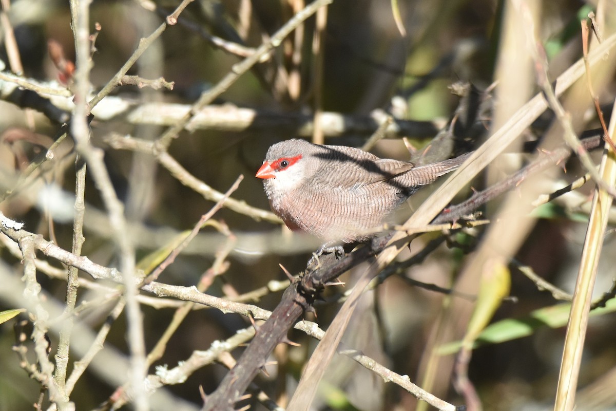 Wellenastrild - ML646310431