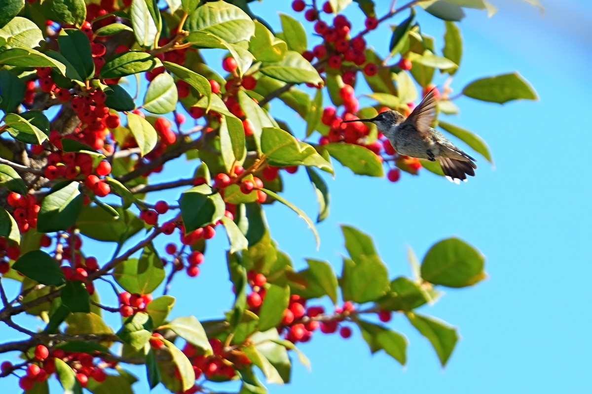 Schwarzkinnkolibri - ML646310432