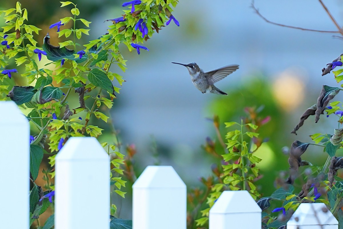 Schwarzkinnkolibri - ML646310433