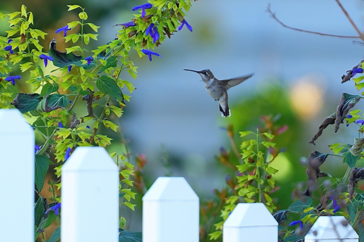 Schwarzkinnkolibri - ML646310434