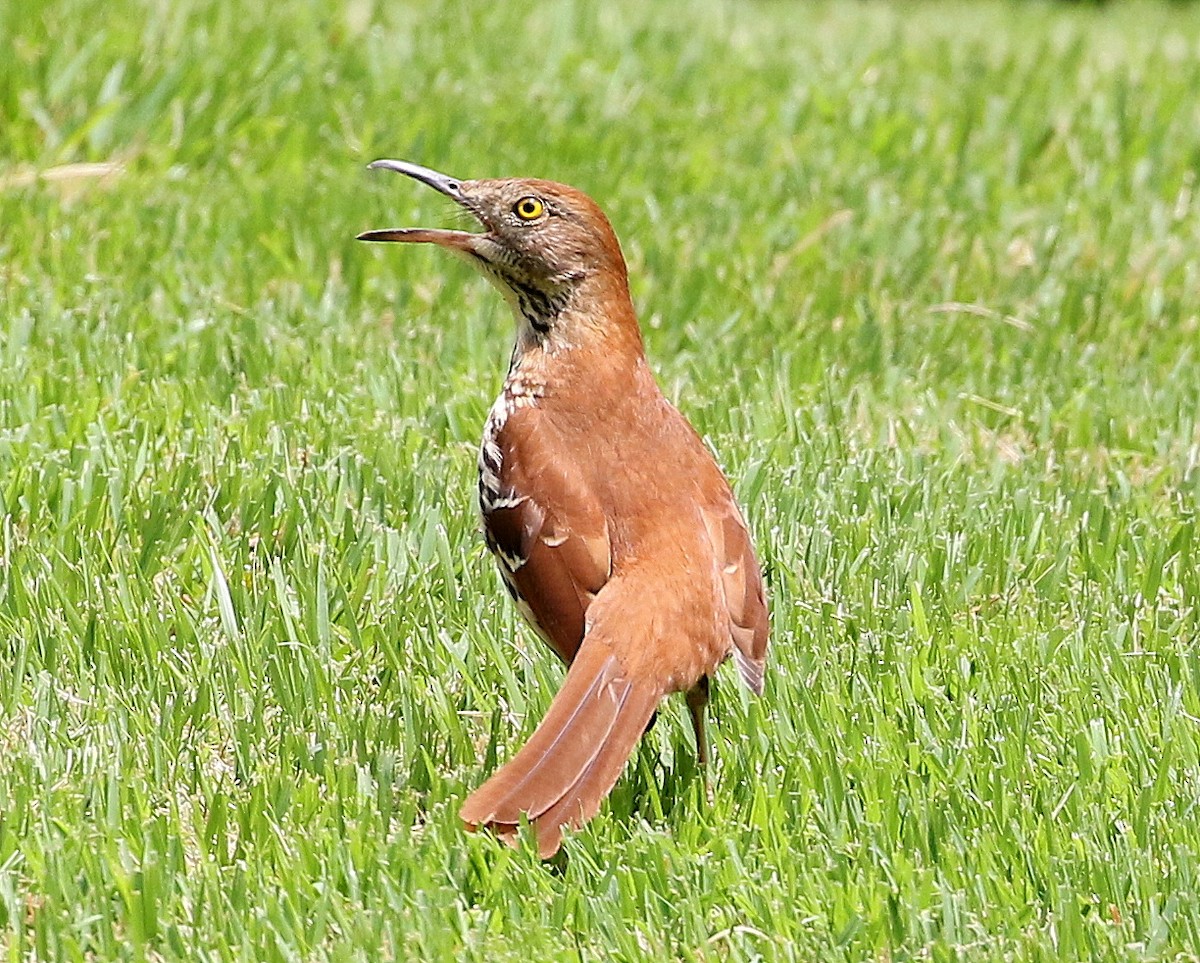 Rotspottdrossel - ML646310435