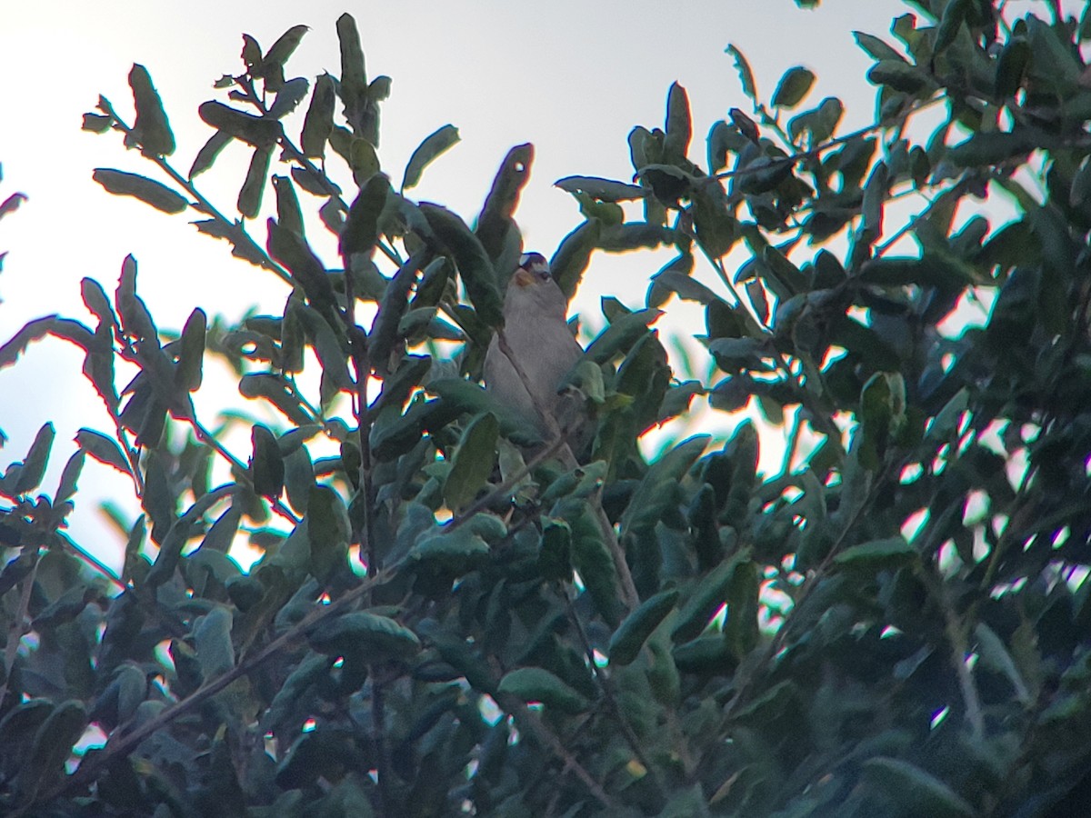 White-crowned Sparrow - ML646310437