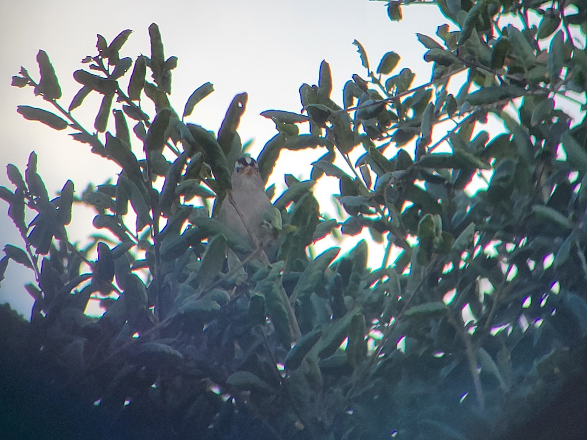 White-crowned Sparrow - ML646310438