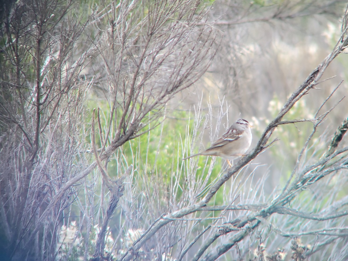 White-crowned Sparrow - ML646310439