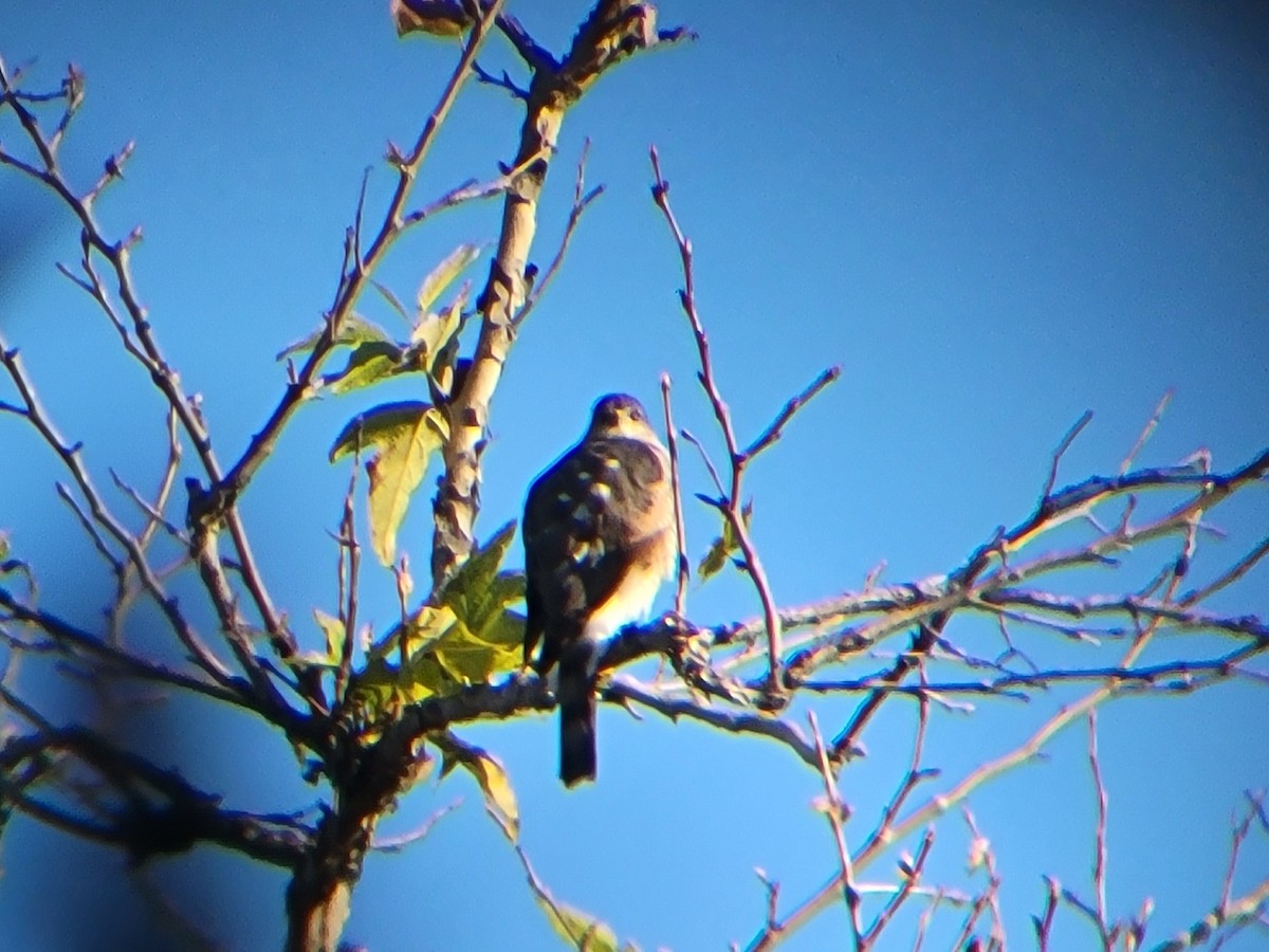 Sharp-shinned Hawk - ML646310441