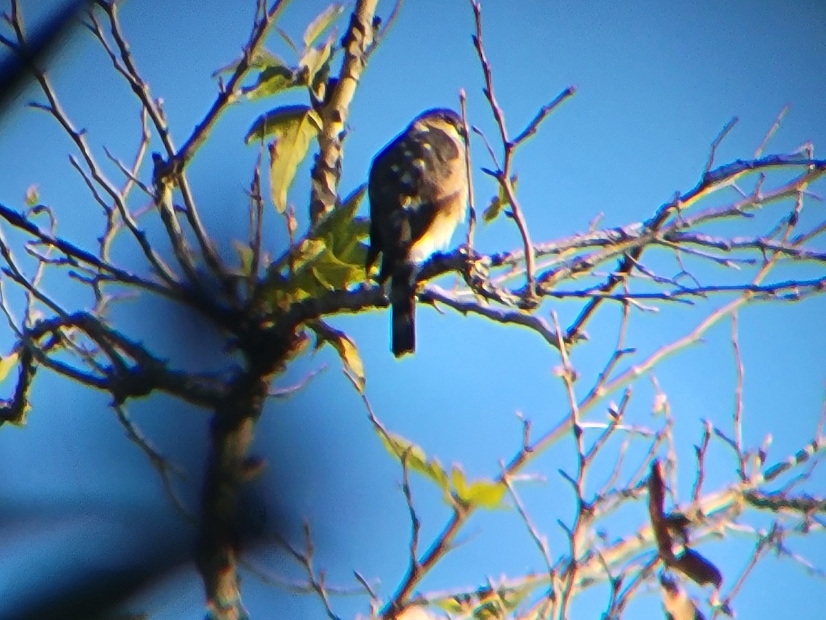 Sharp-shinned Hawk - ML646310442