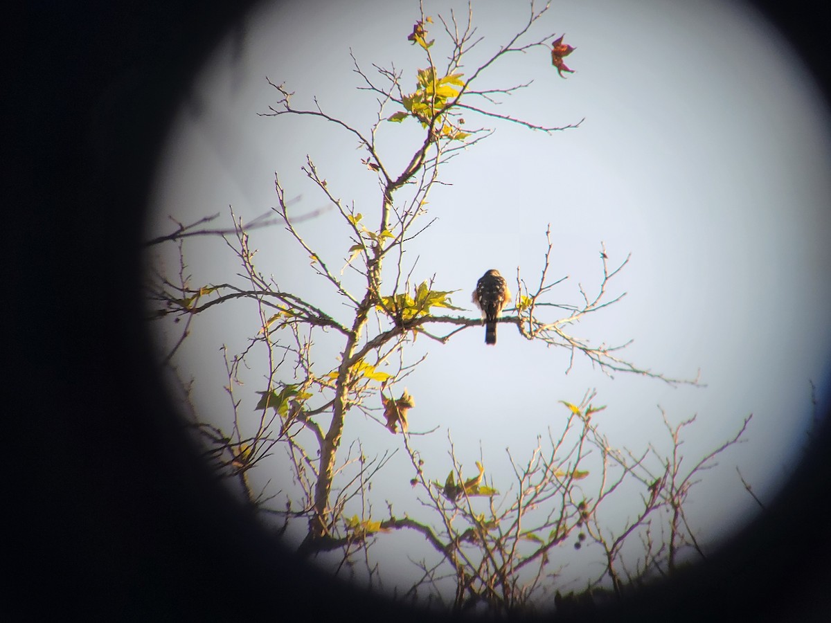 Sharp-shinned Hawk - ML646310443