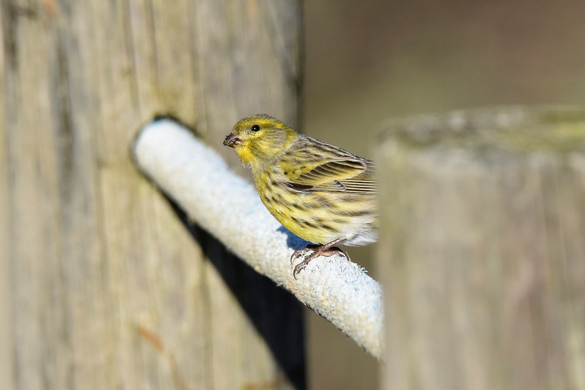 Txirriskila arrunta - ML646310444