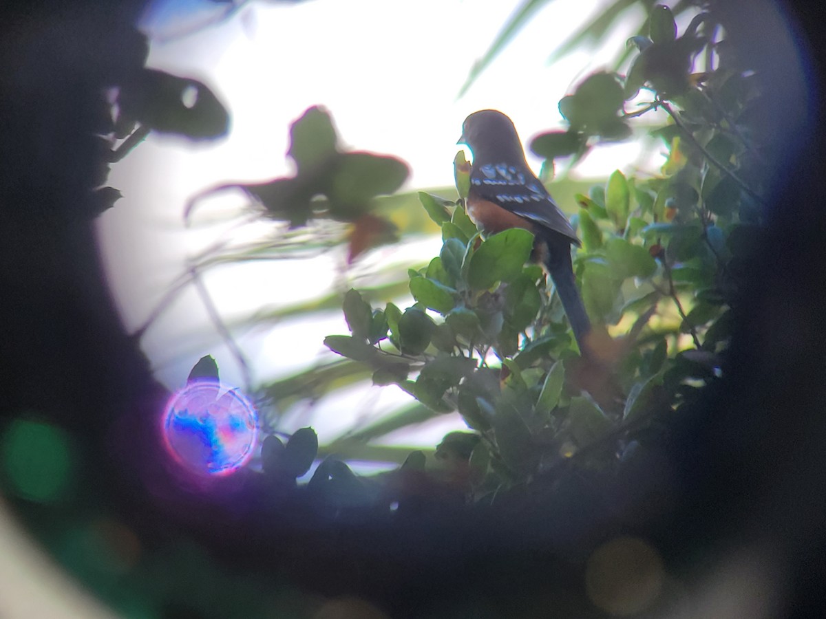 Spotted Towhee - ML646310447