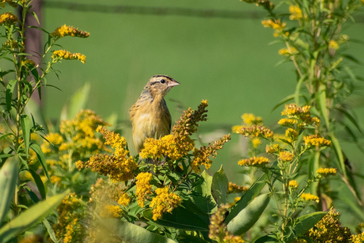 Bobolink - ML646310451