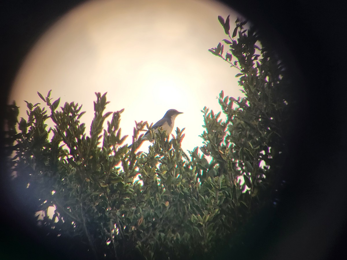California Scrub-Jay - ML646310452