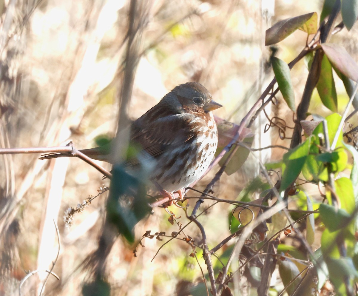 strnadec kaštanový - ML646310453