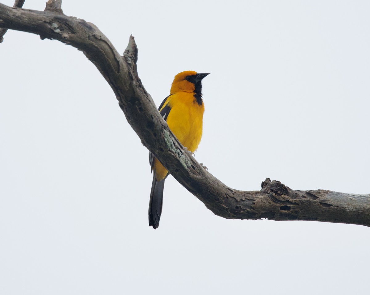 Altamira Oriole - ML646310454