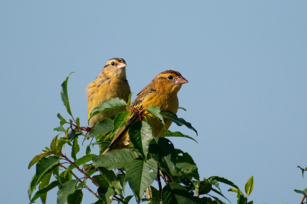 Bobolink - ML646310457