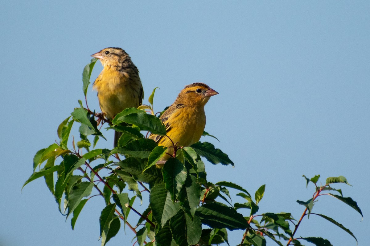 Bobolink - ML646310458
