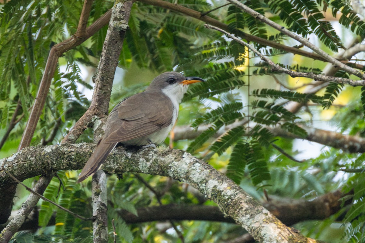 ギンムネカッコウ - ML646310460