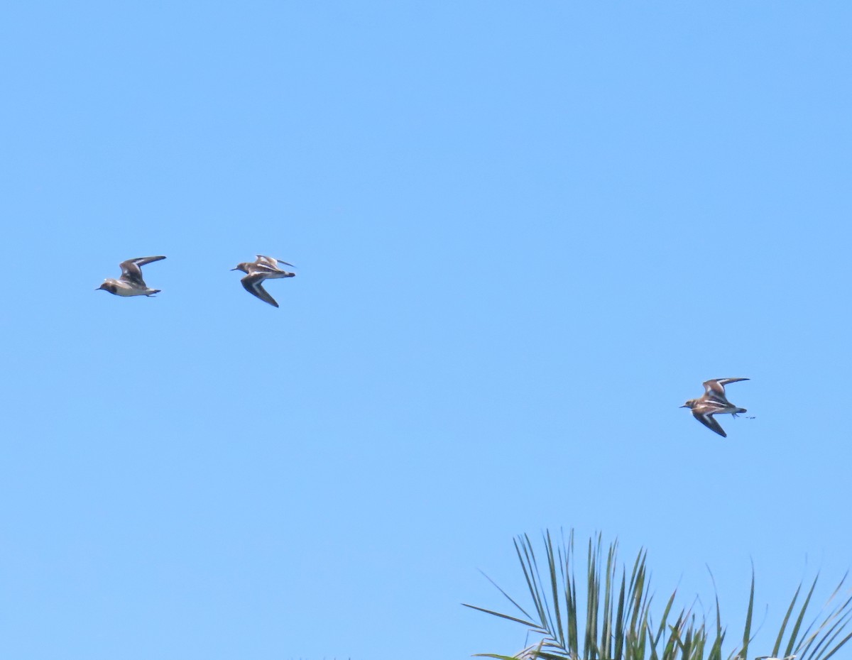 Крем'яшник звичайний - ML646310461