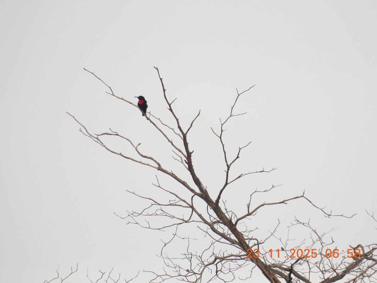 Scarlet-chested Sunbird - ML646310465