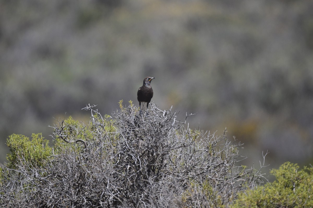 leskoptev dvoubarvá - ML646310468