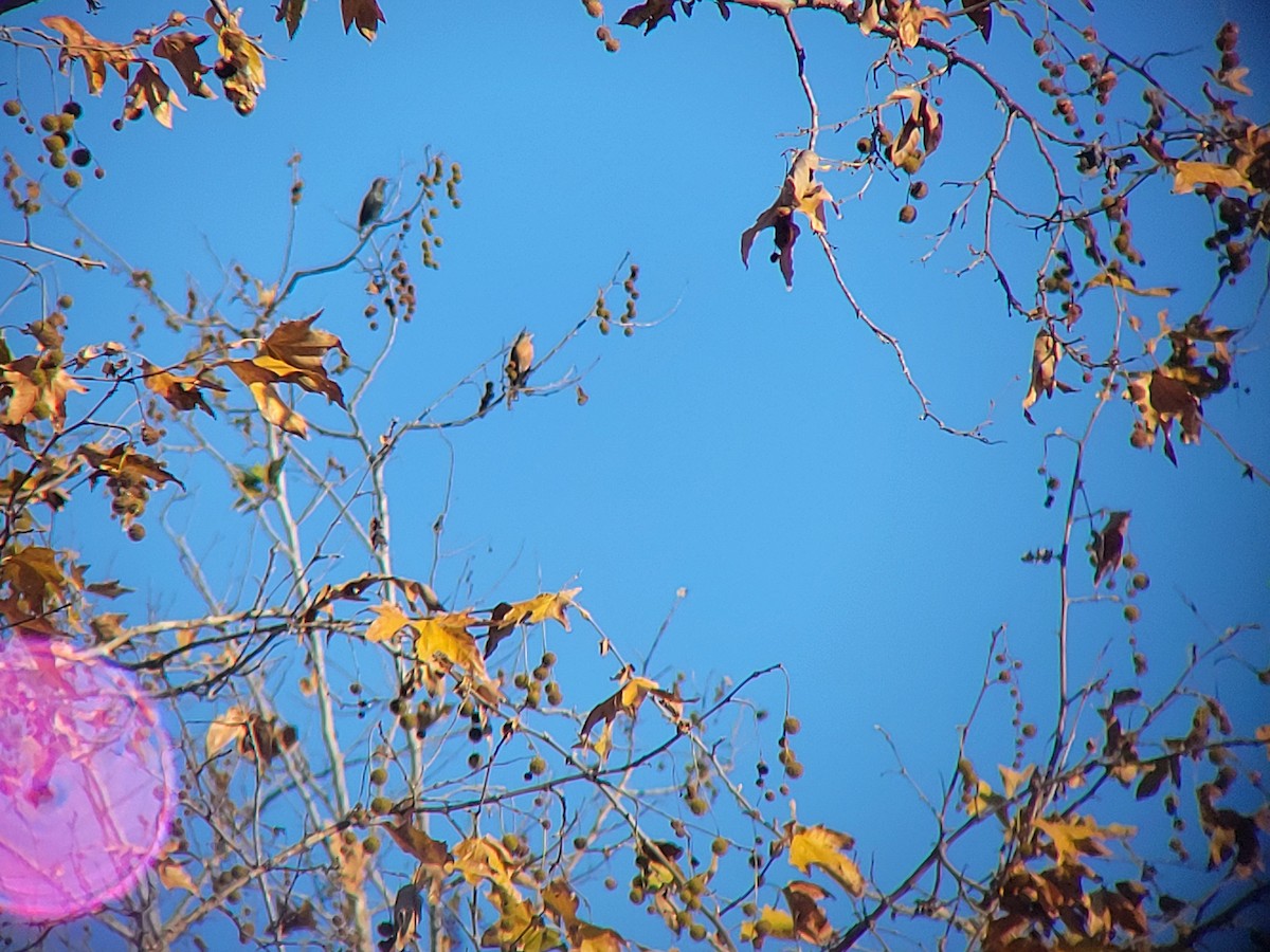 American Robin - ML646310469