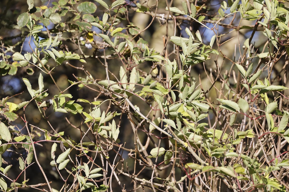 Yellow-browed Warbler - ML646310470