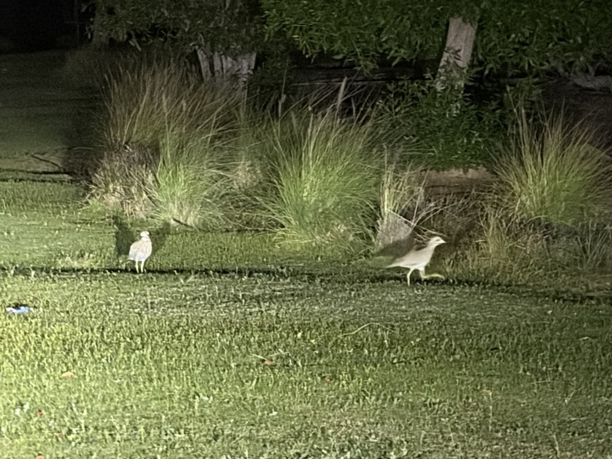 Spotted Thick-knee - ML646310473