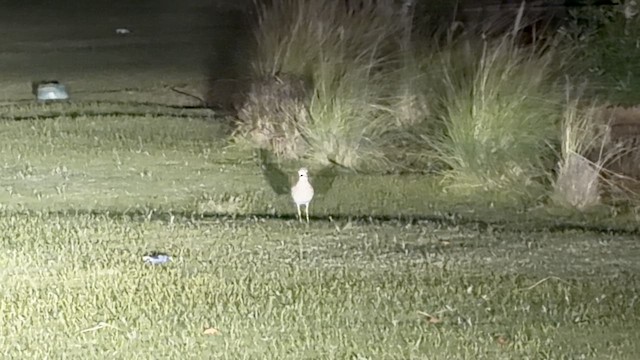 Spotted Thick-knee - ML646310474