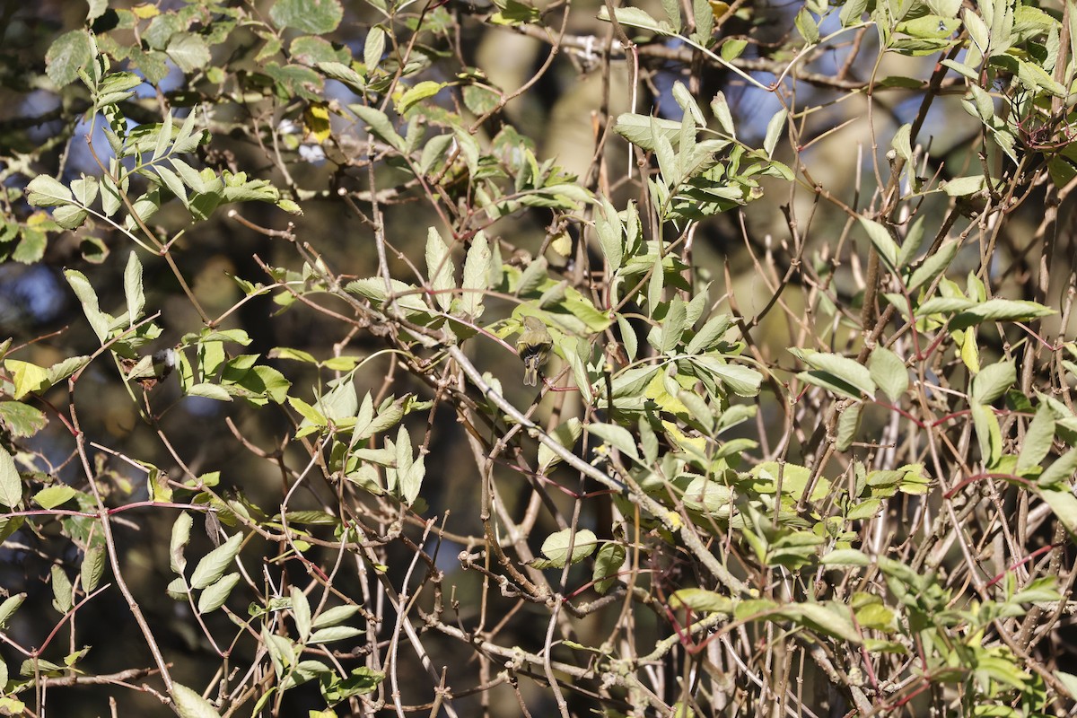 Yellow-browed Warbler - ML646310475