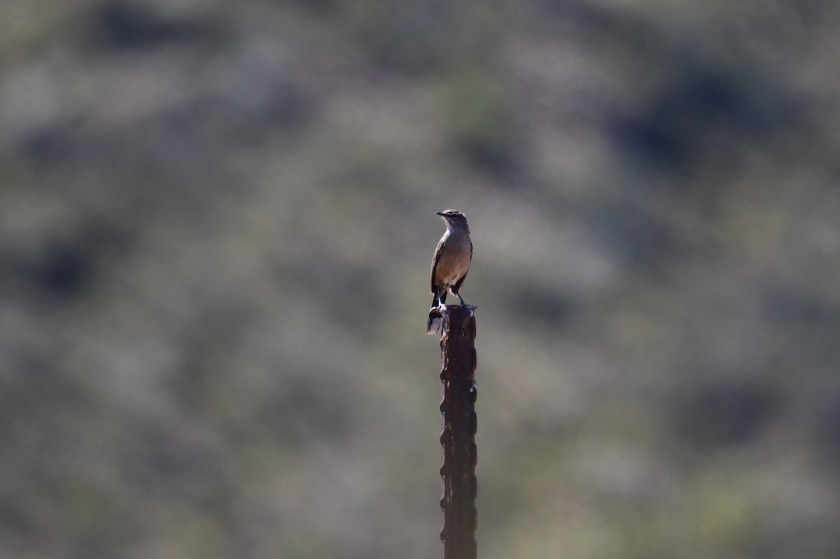 Karoo Scrub-Robin - ML646310476