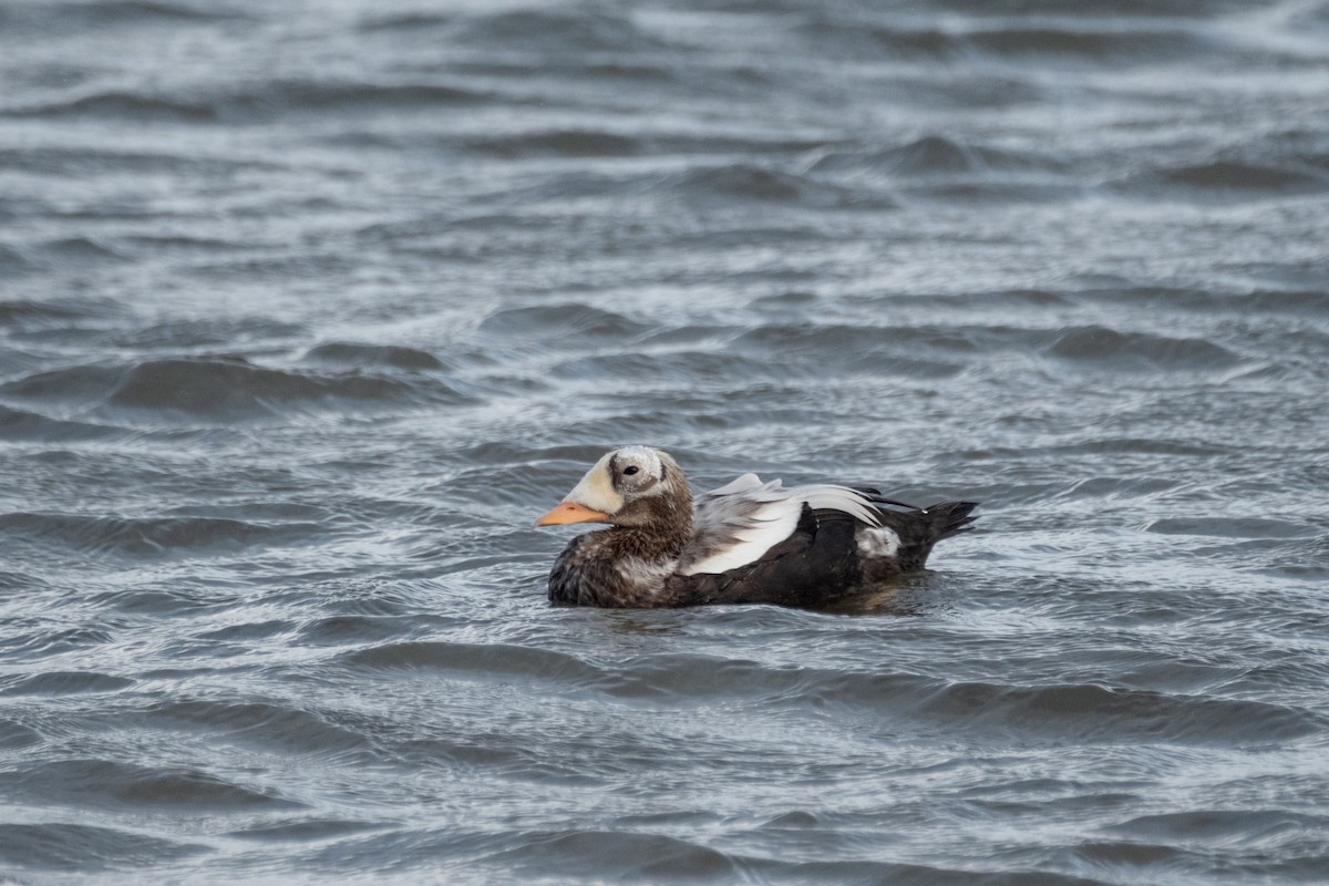 brilleærfugl - ML646310478