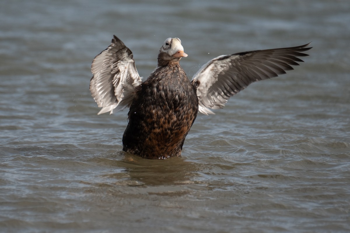 brilleærfugl - ML646310481