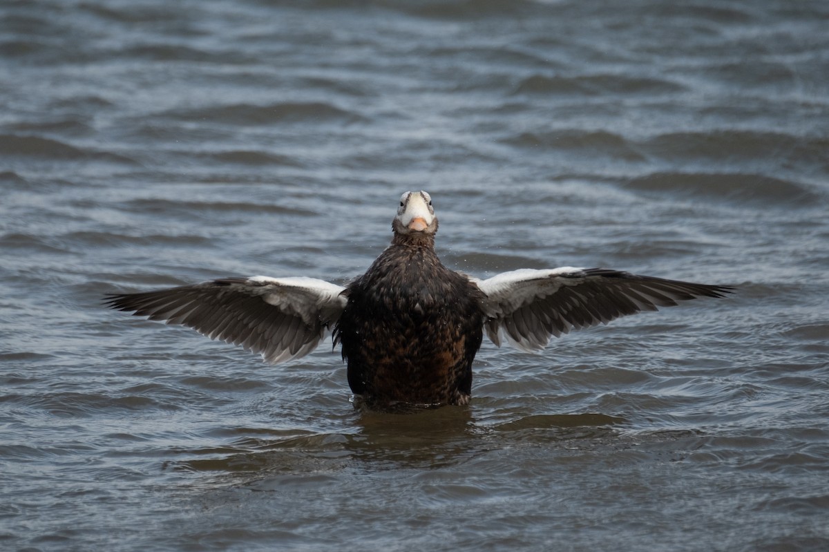 brilleærfugl - ML646310482