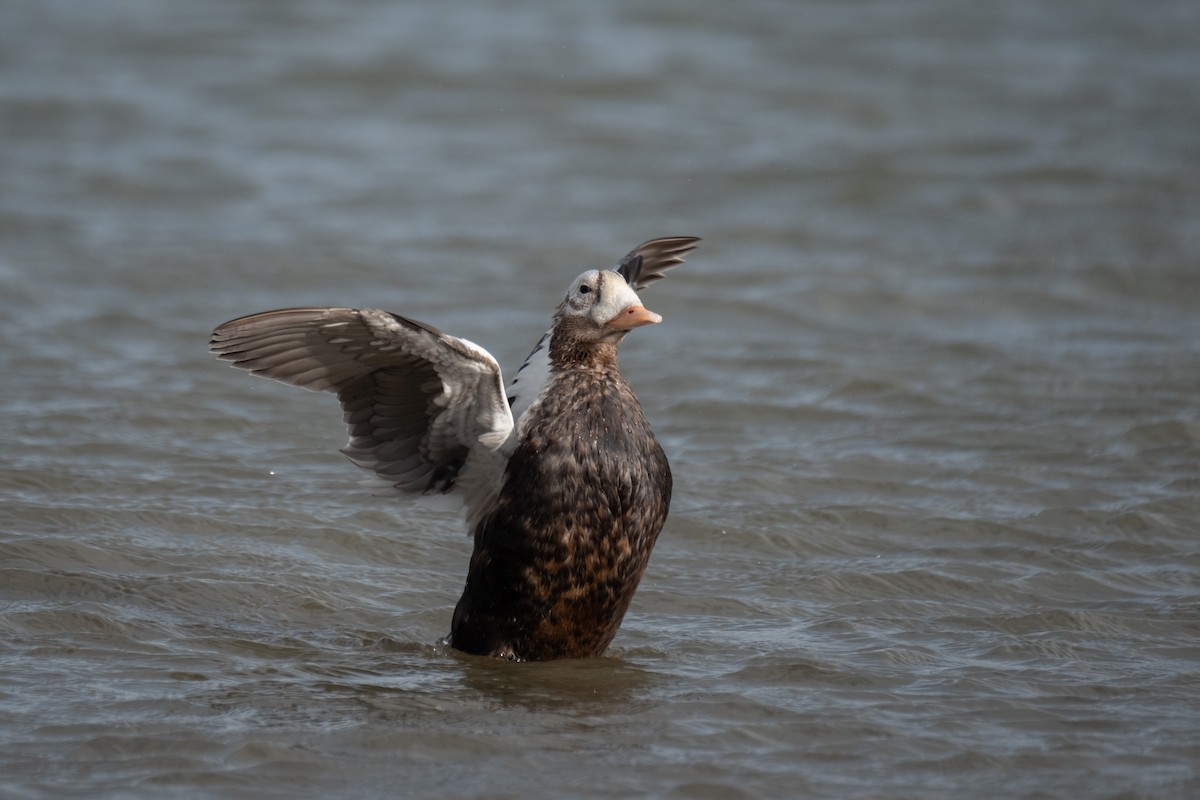 brilleærfugl - ML646310483