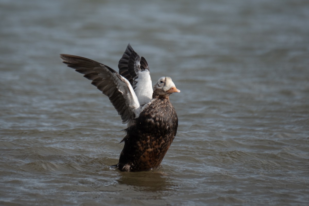 brilleærfugl - ML646310484