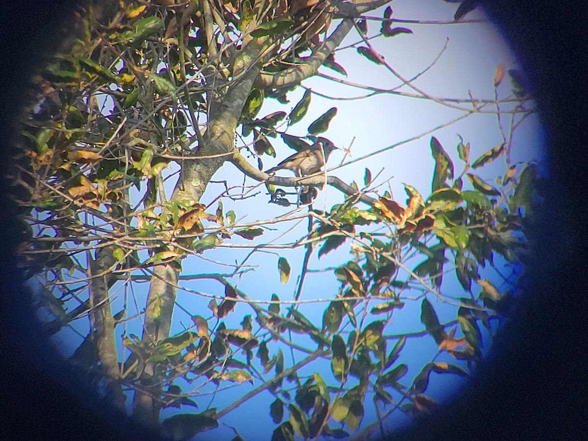 Herrerillo Unicolor - ML646310485