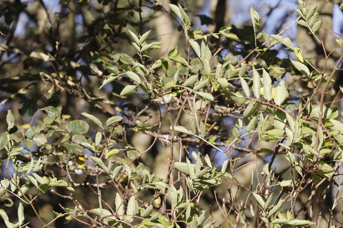 Yellow-browed Warbler - ML646310486