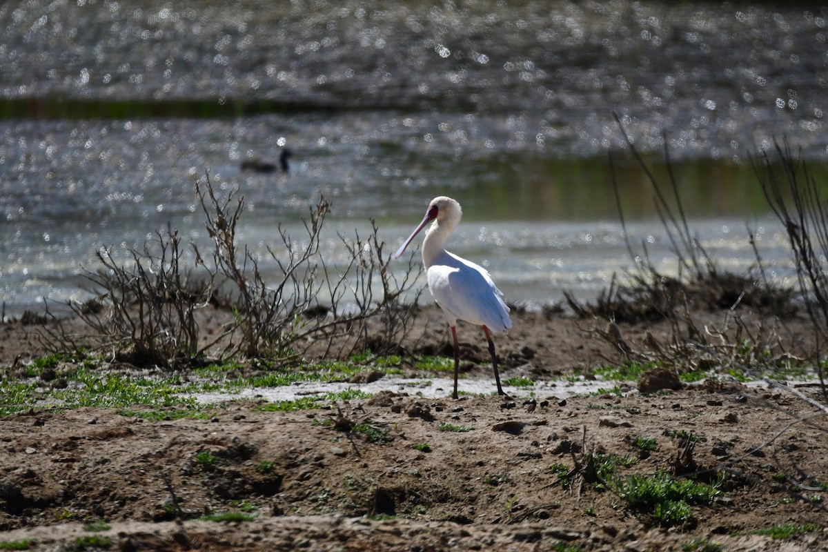 kolpík africký - ML646310487