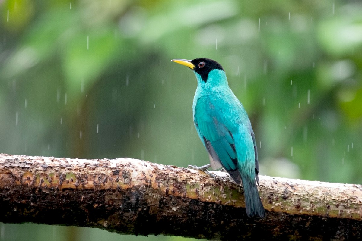 Green Honeycreeper - ML646310489