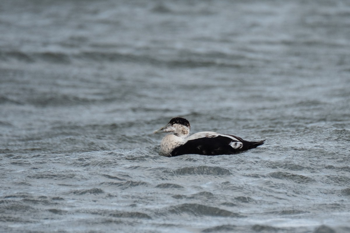 Common Eider - ML646310490