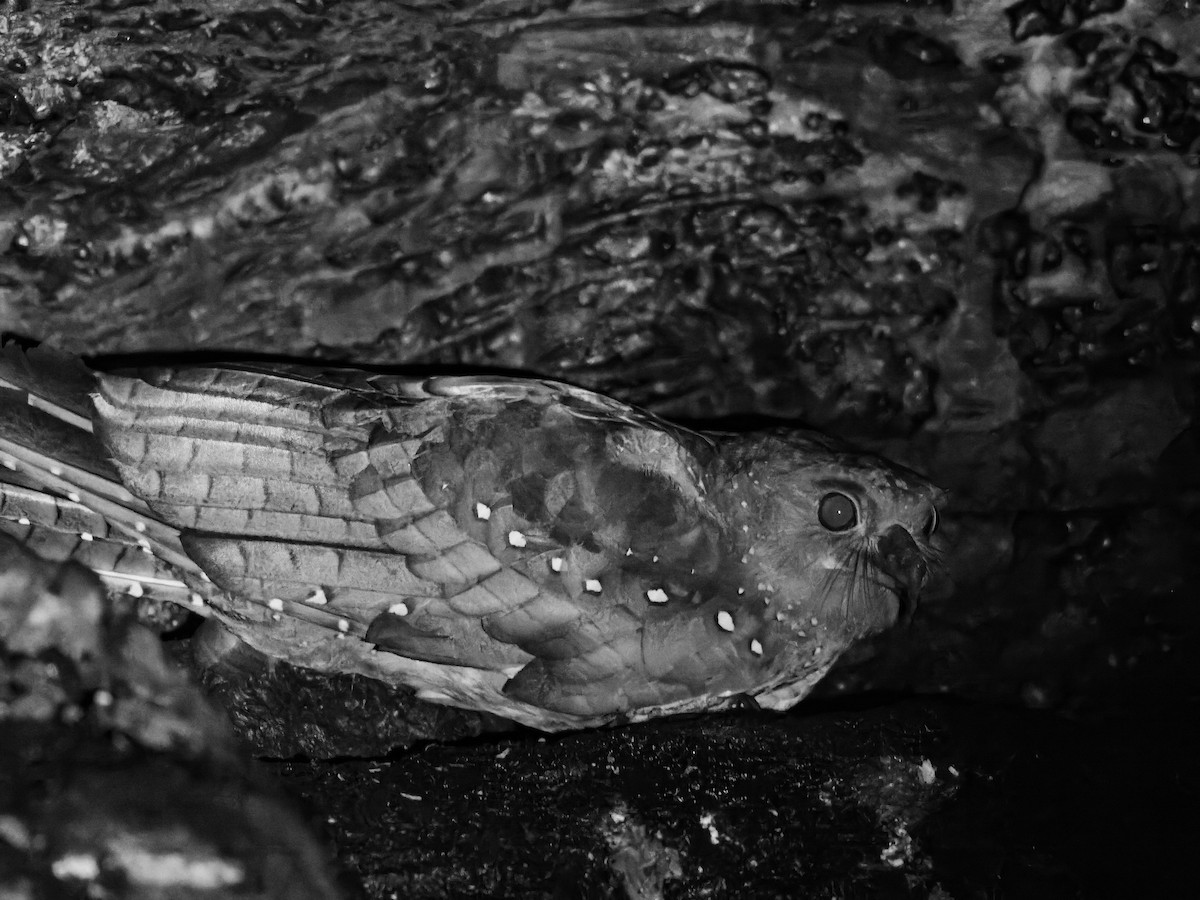 Oilbird - ML646310503