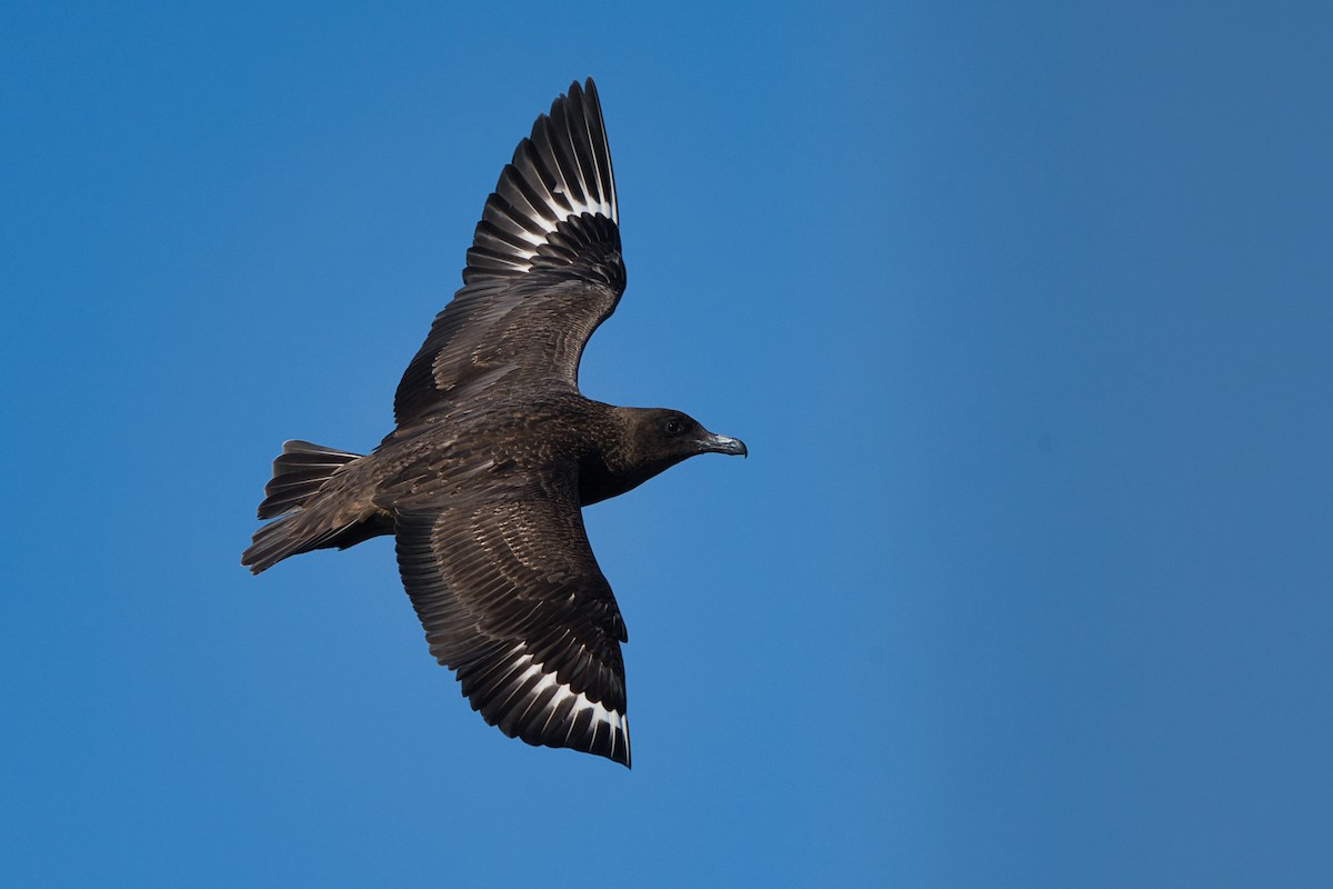 Great Skua - ML646310505