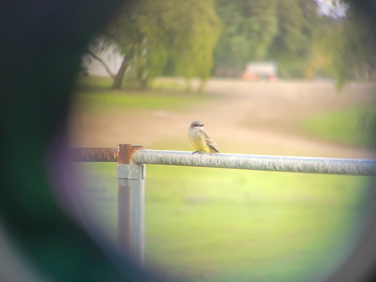 Cassin's Kingbird - ML646310506