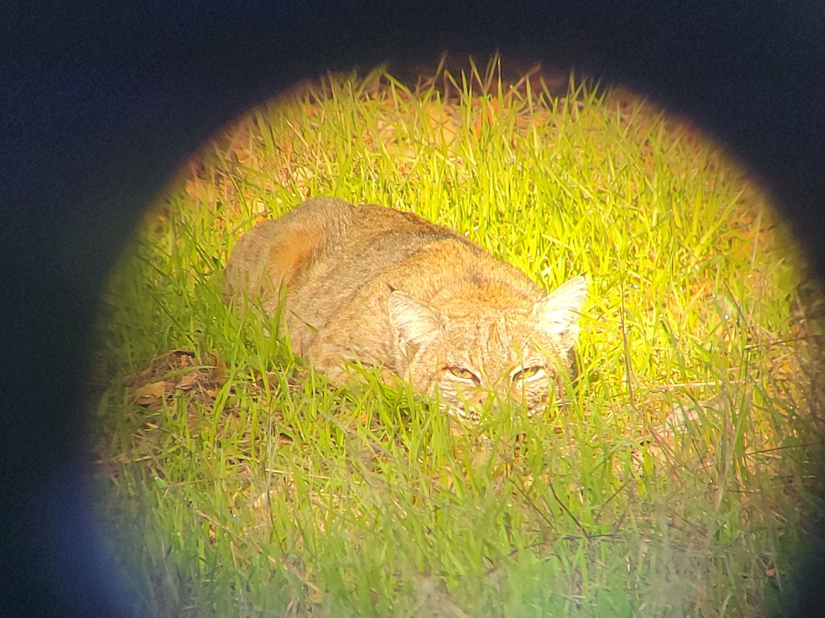 Western Bobcat - ML646310508