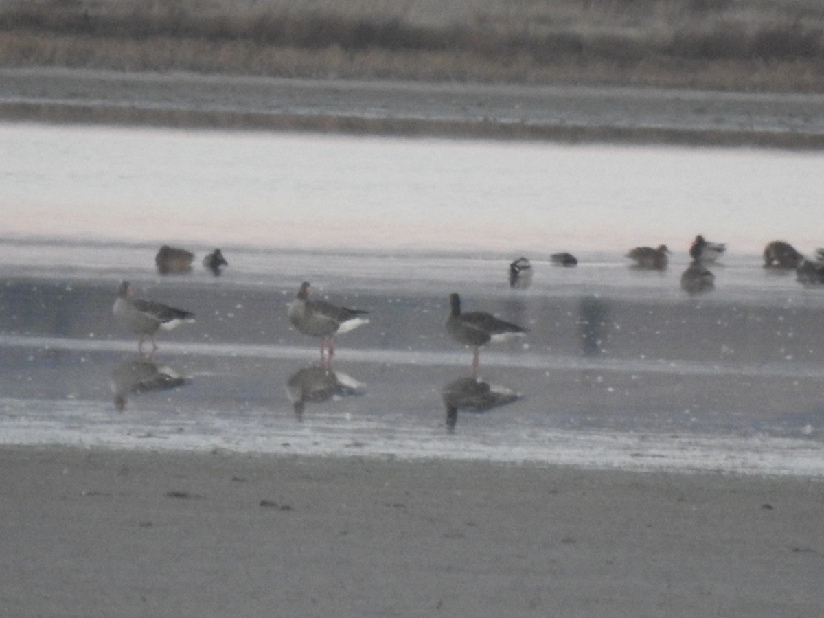 Antzara hankagorrizta - ML646310511