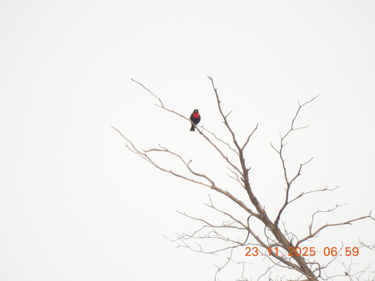 Scarlet-chested Sunbird - ML646310516