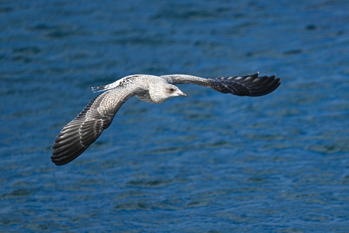 Kelp Gull (austrinus) - ML646310517