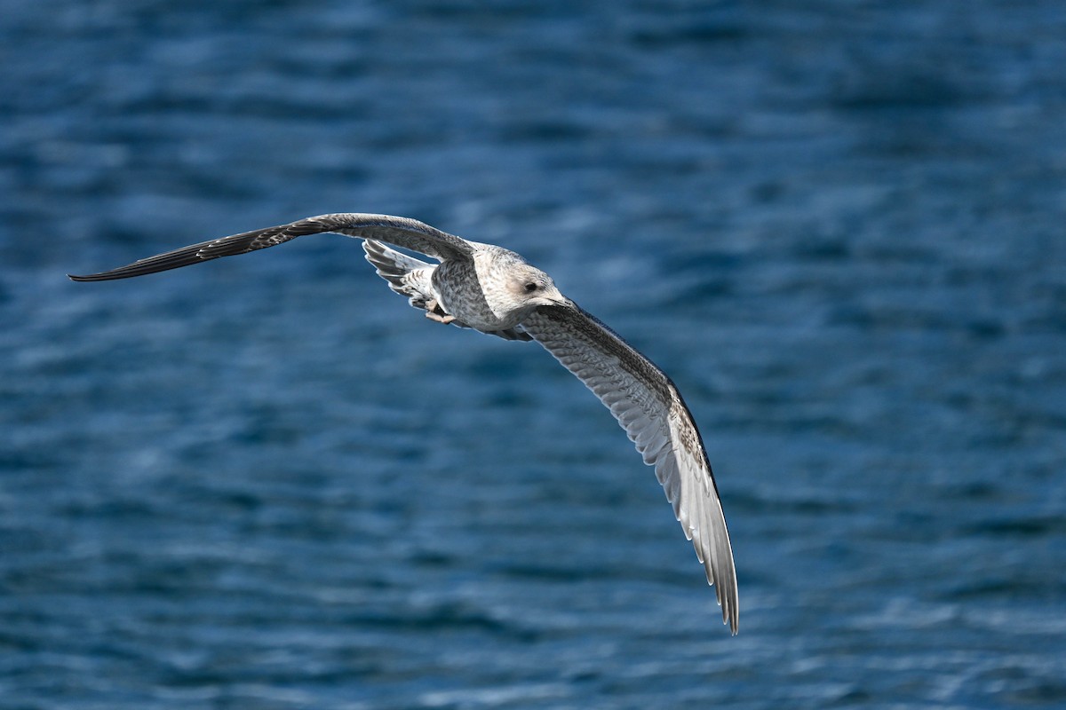 Kelp Gull (austrinus) - ML646310518