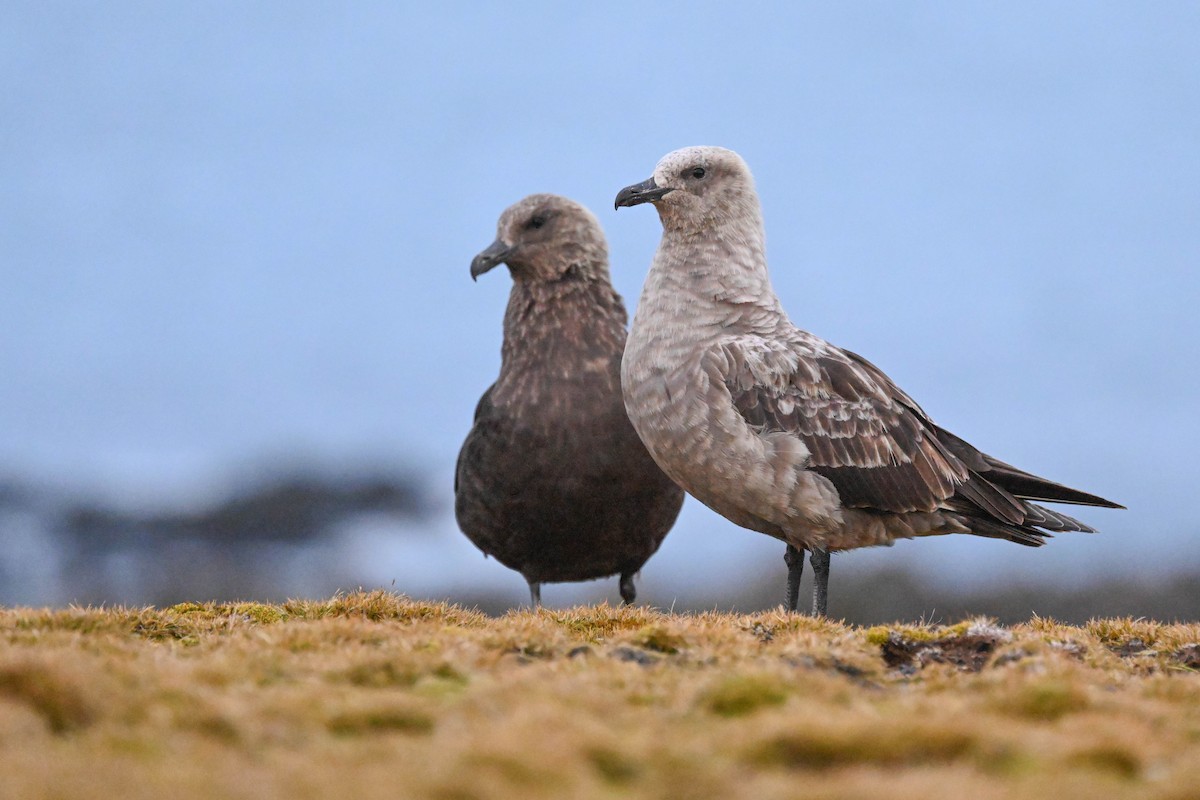 South Polar Skua - ML646310520